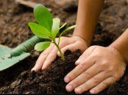 Vermi Compost - Powder (1 Kg)